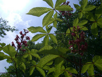 080508-2-thumb.JPG