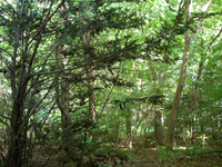 080815-thumb.JPG