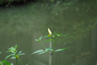 080930-thumb.JPG