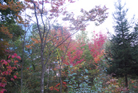 081019-thumb.jpg