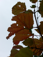 081026-thumb.jpg