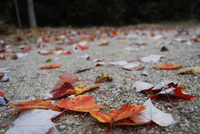 081104-thumb.jpg