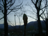 090411-thumb.jpg