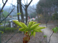 090415-thumb.jpg