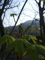 090419-thumb.jpg