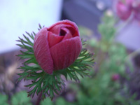 anemone.jpg