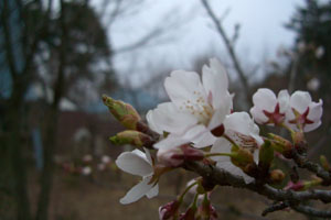 ちびっこ桜
