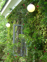 アイビーとつるバラの競演