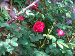 カフェ壁面のバラが咲き始めました