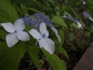 山紫陽花