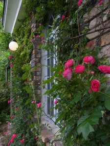 壁面のバラが咲き始めました