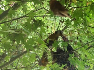 何の虫かはチョット..（7/16）