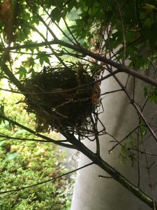 卵発見！（6/25）