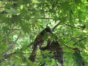 小さい個体は下で踏み台に..（7/16）